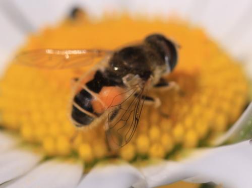 Eristalis arbustorum